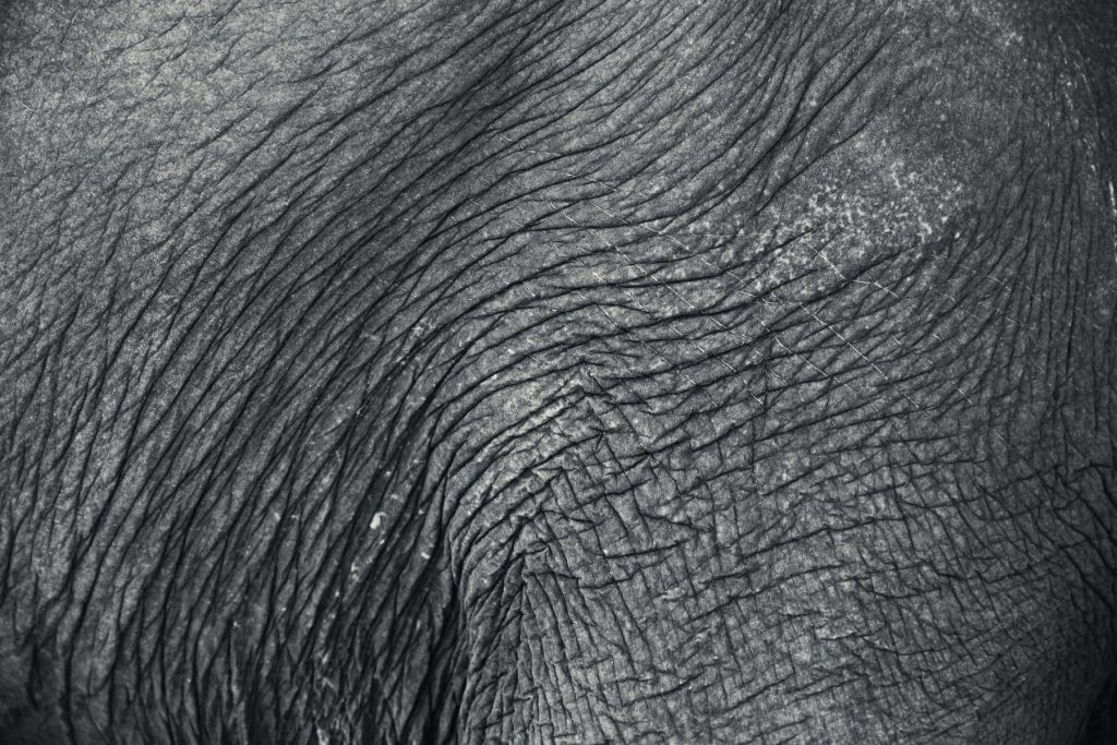 Närbild elefant hud