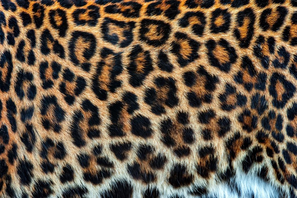 Leopardrock