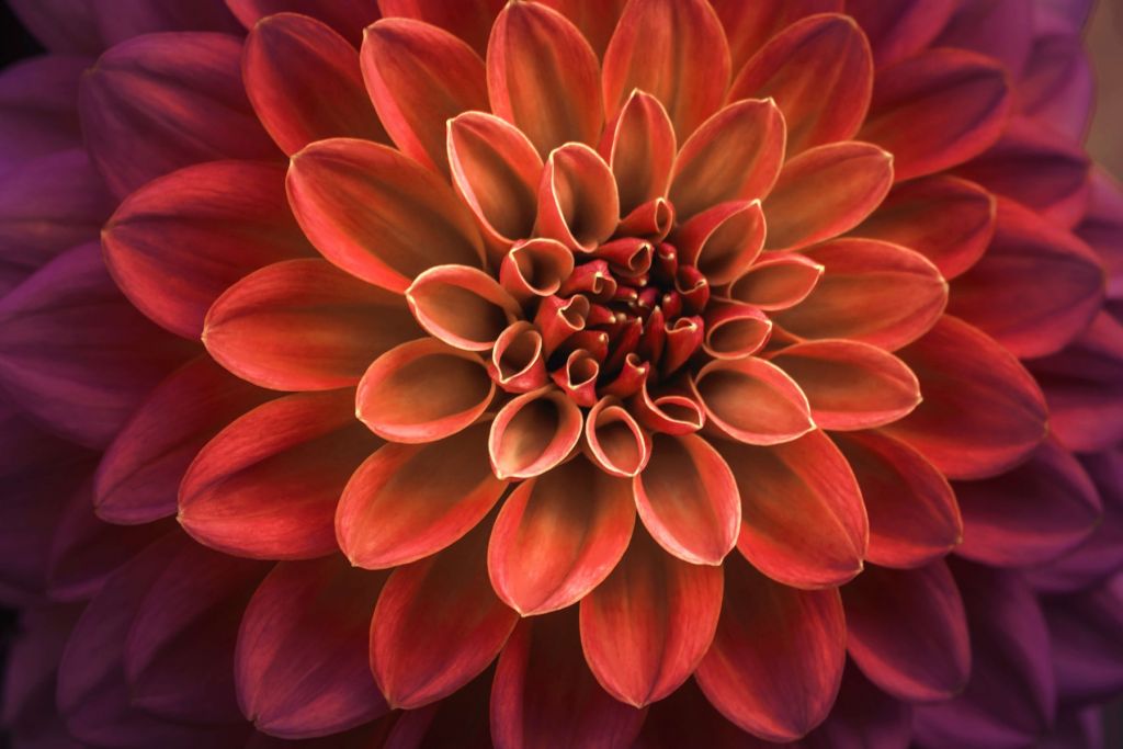 Farvet dahlia