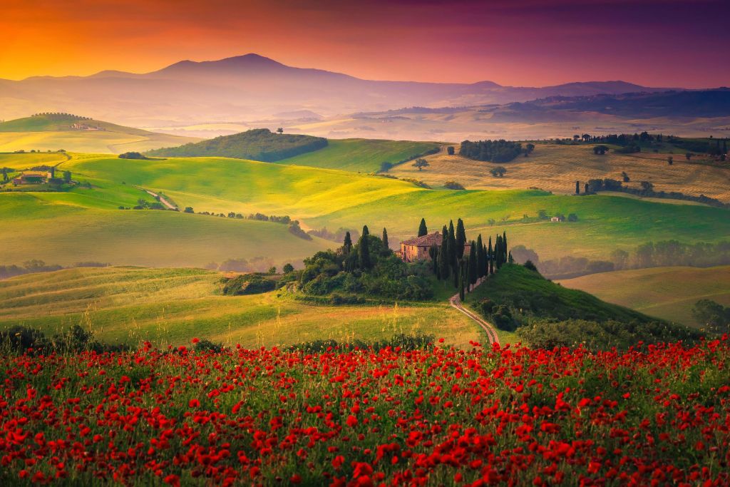 Röda vallmo med italienskt landskap