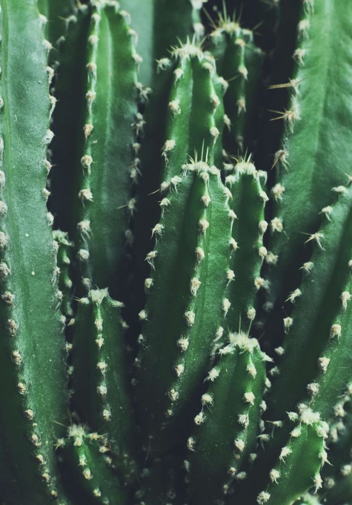 Grön kaktus för närbild