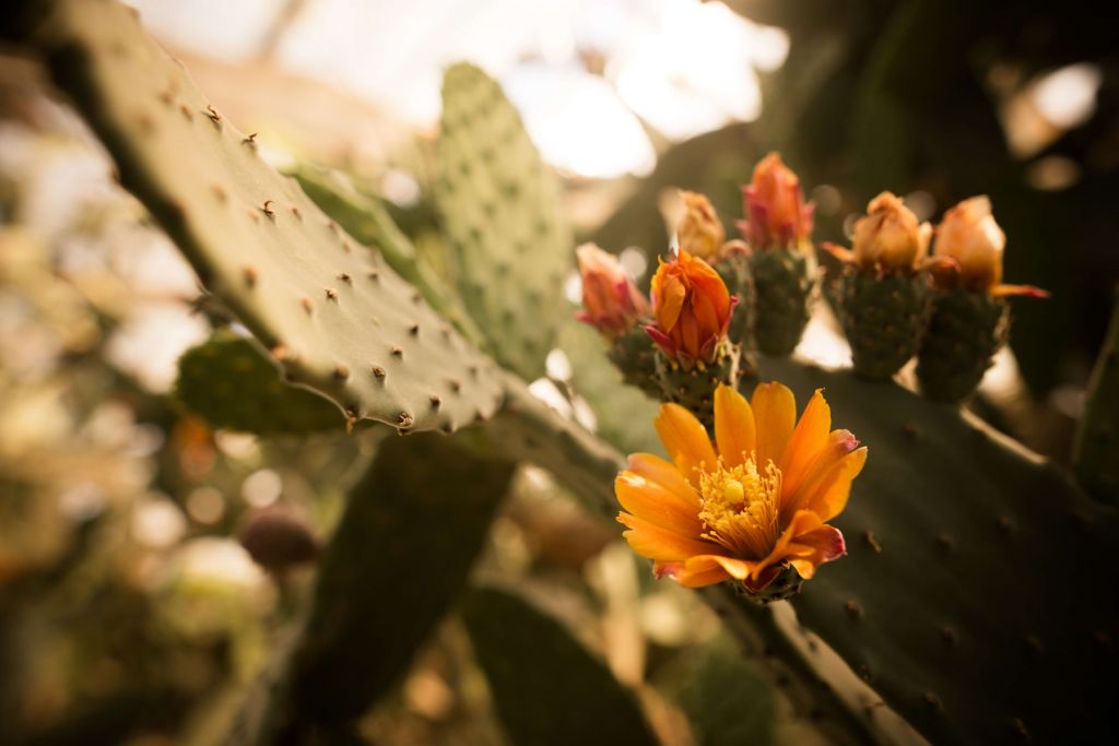 Orange kaktusblommor