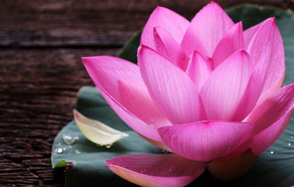 Närbild rosa lotus