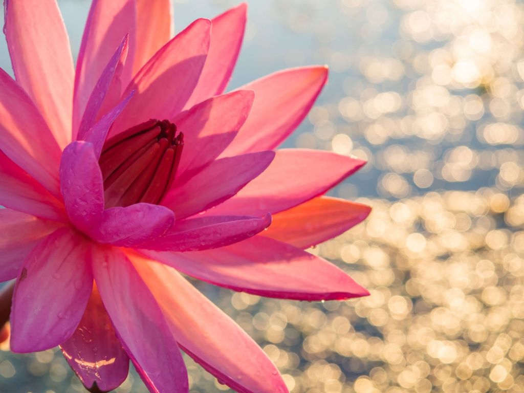 Lotus blomma på vatten