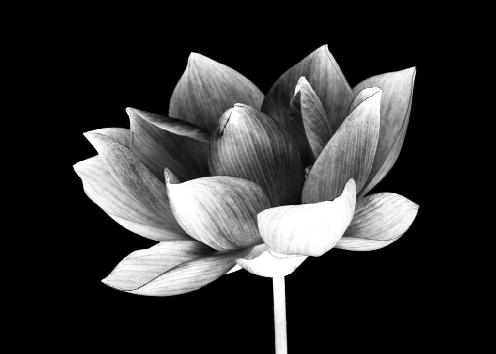 Separerad lotus