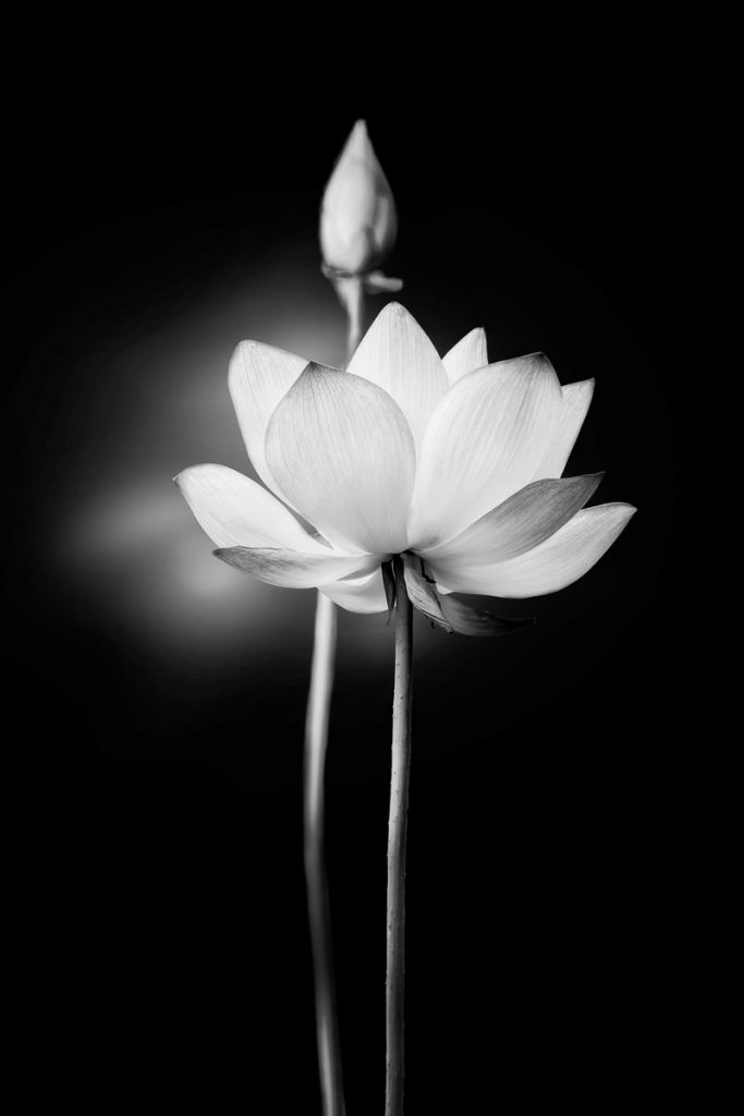 Lotus blommar svartvitt