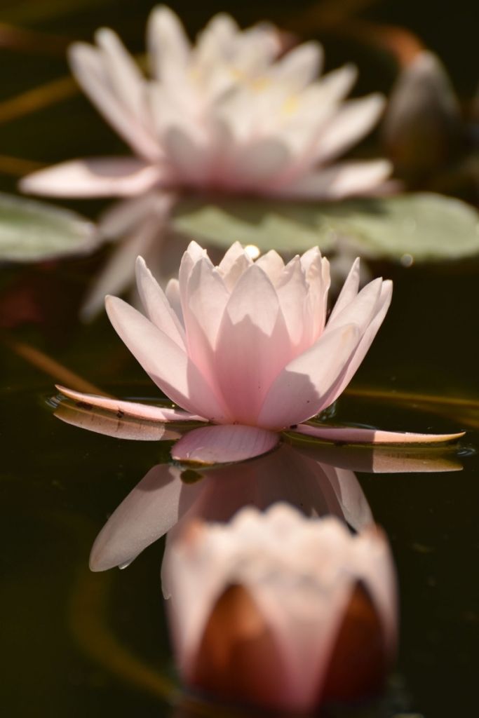 Lotus blomma i vatten