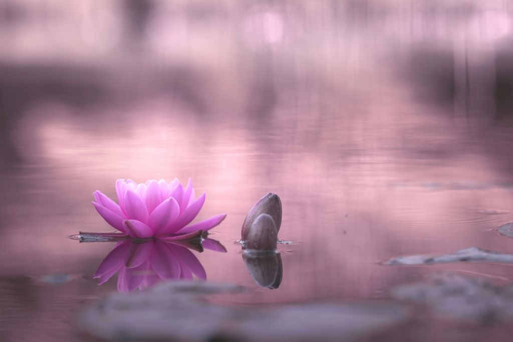 Lotus blomma i damm