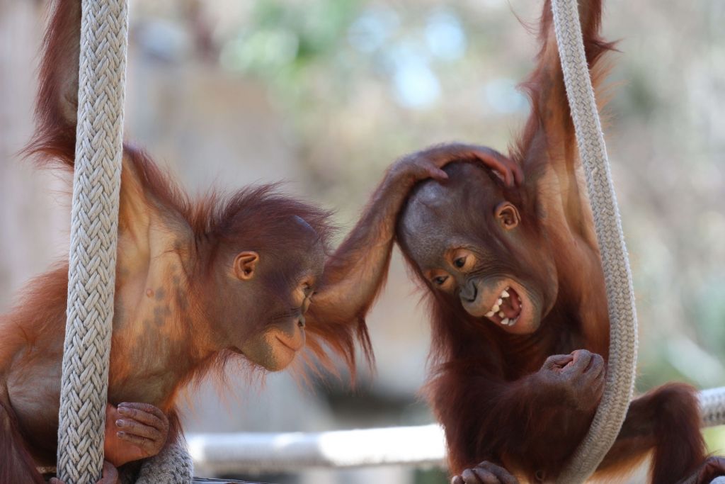 Baby orangutanger