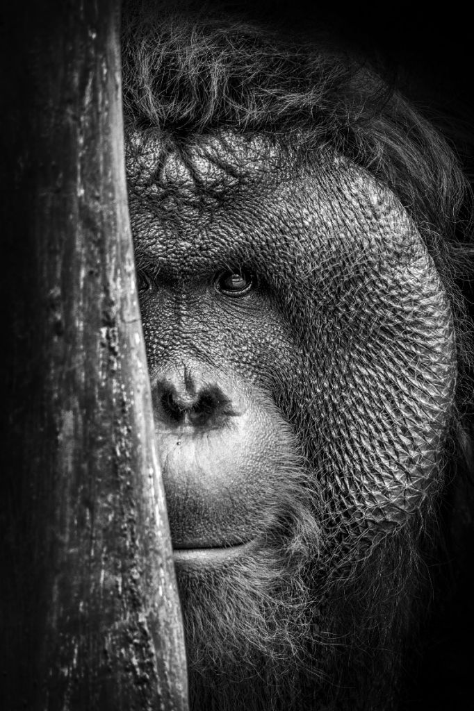 Orangutang svartvitt