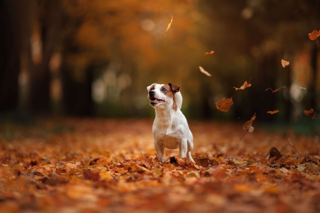 Jack Russell Terrier på hösten