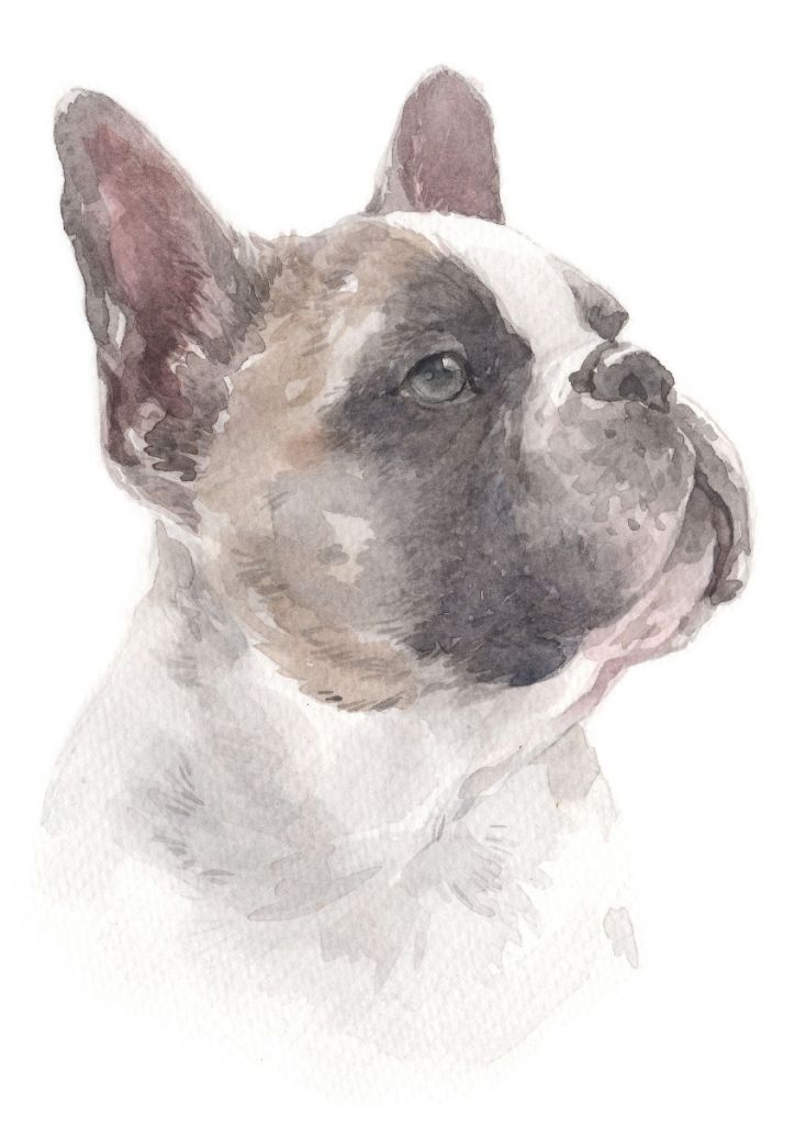 Akvarell fransk bulldog