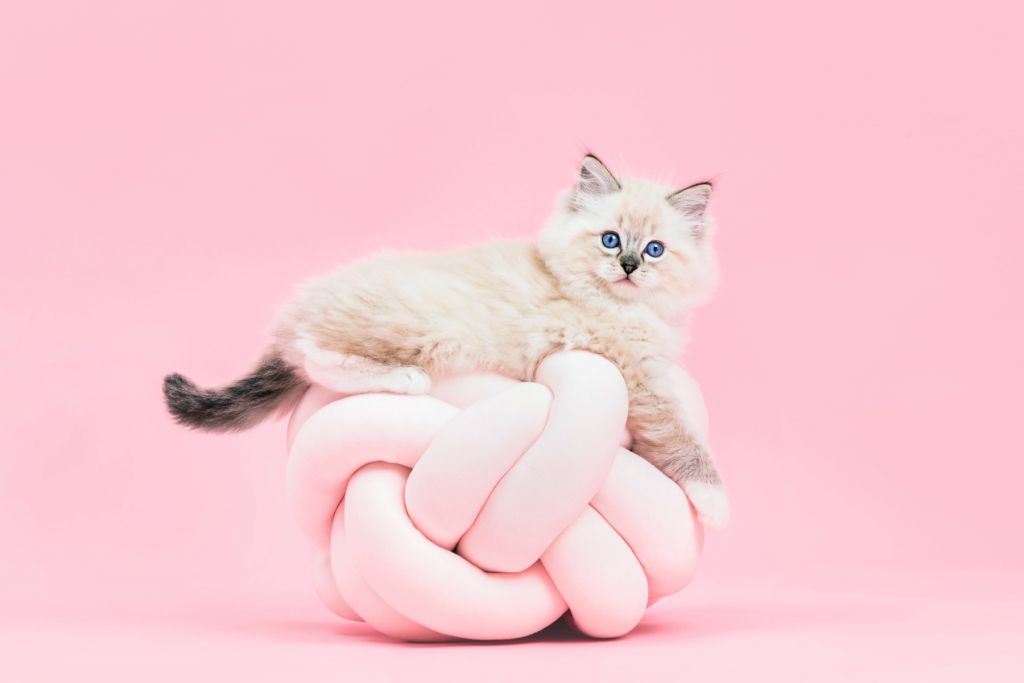 Vit katt på rosa bakgrund