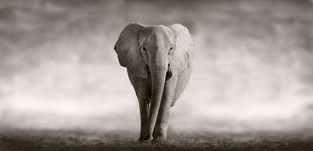 Vacker elefant