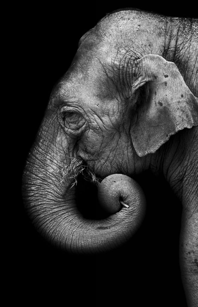 Elefantporträtt