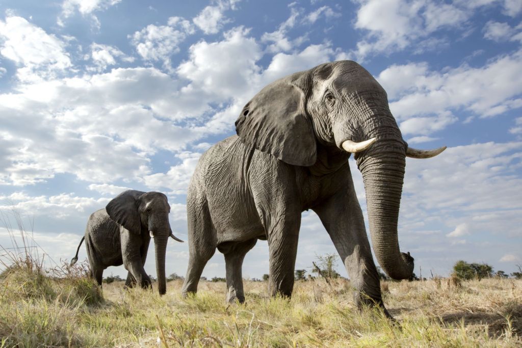 Passande elefanter