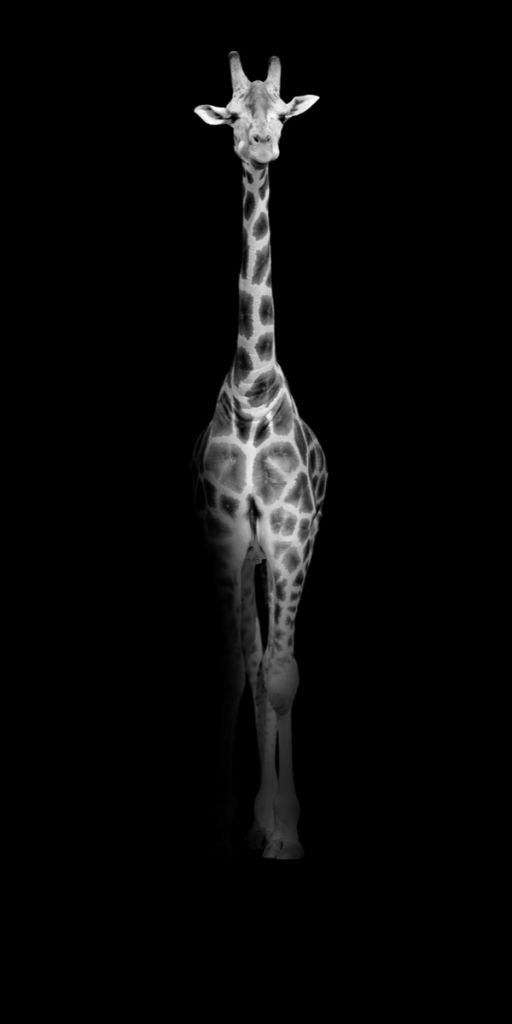 Giraff svartvitt