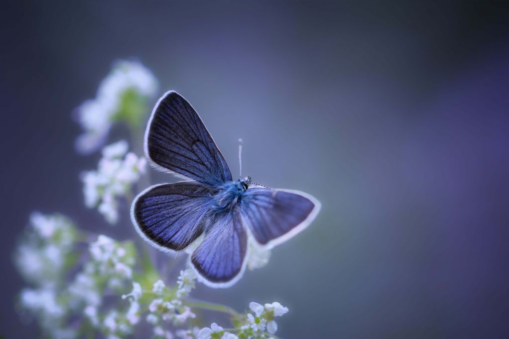 Blå fjäril