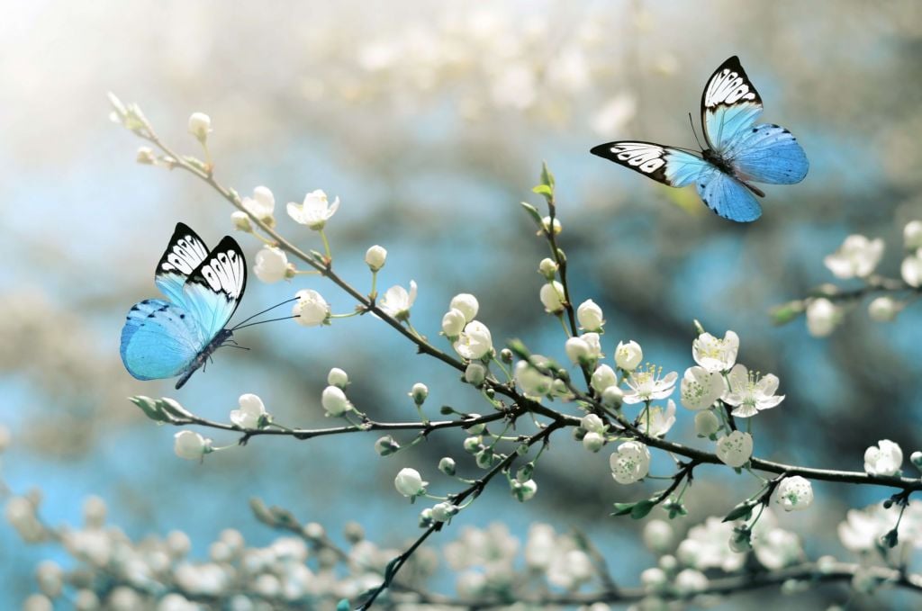 Blå fjärilar