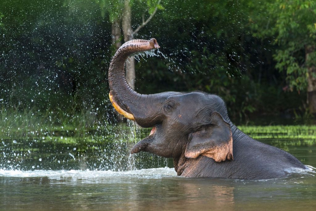Elefant i vatten