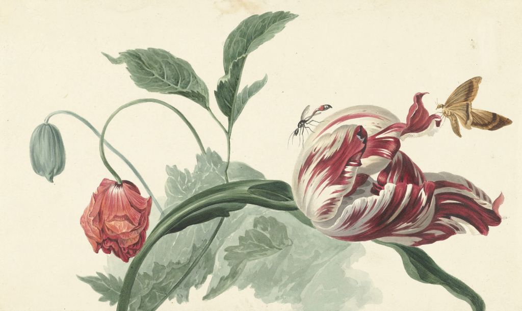 Tulipan og en valmue, Willem van Leen
