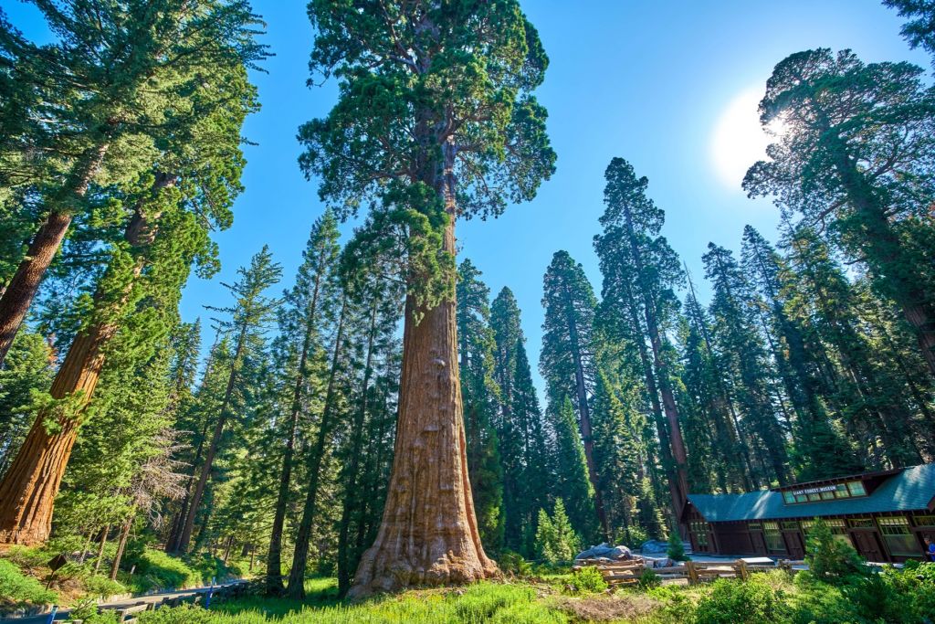 Sequoia träd