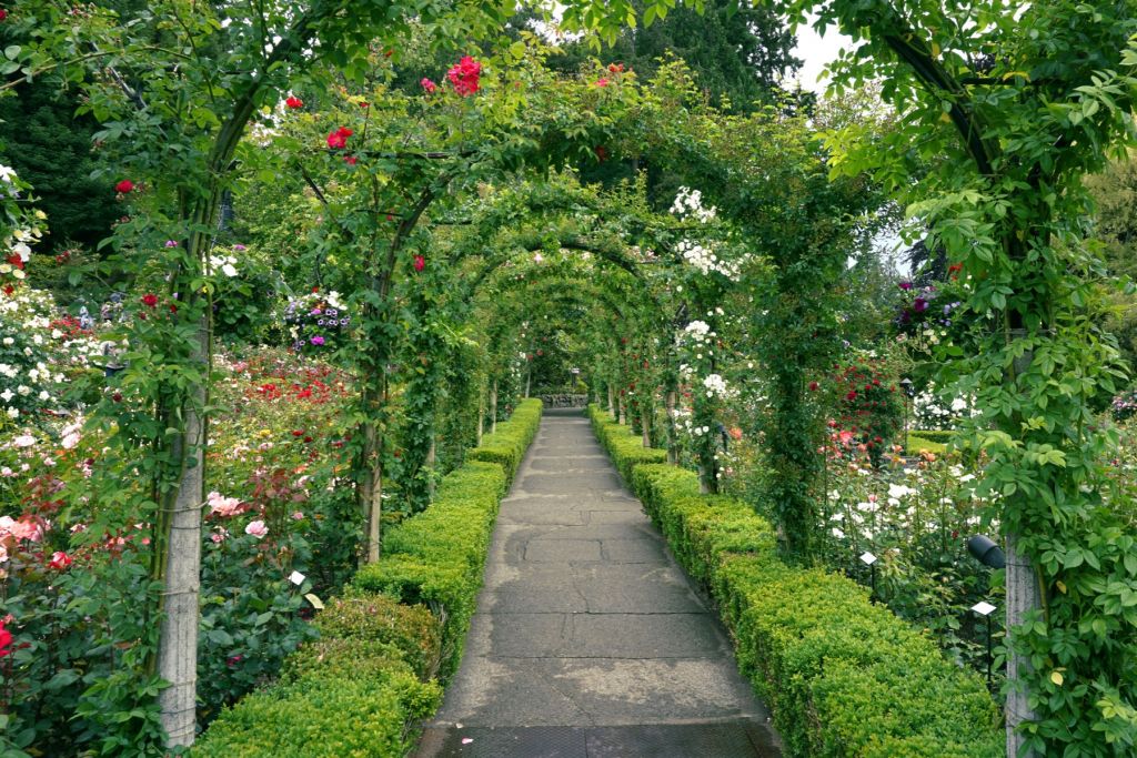 Stig genom rosenträdgården