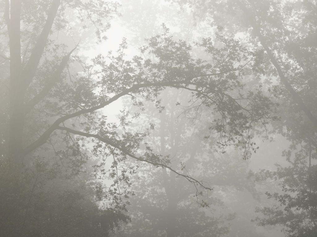 Vacker skog i dimman