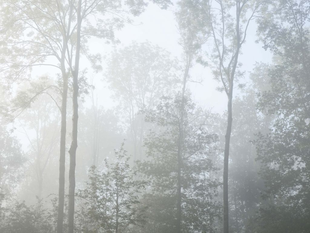 Tät dimma i skogen