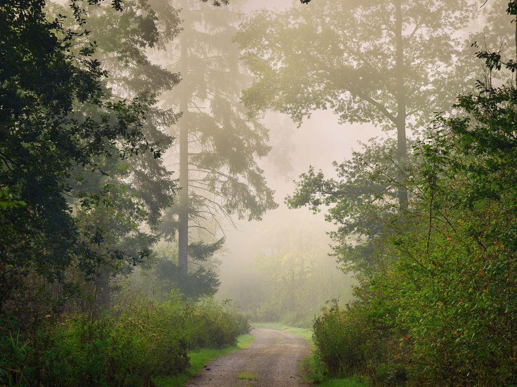 Väg genom dimmig skog
