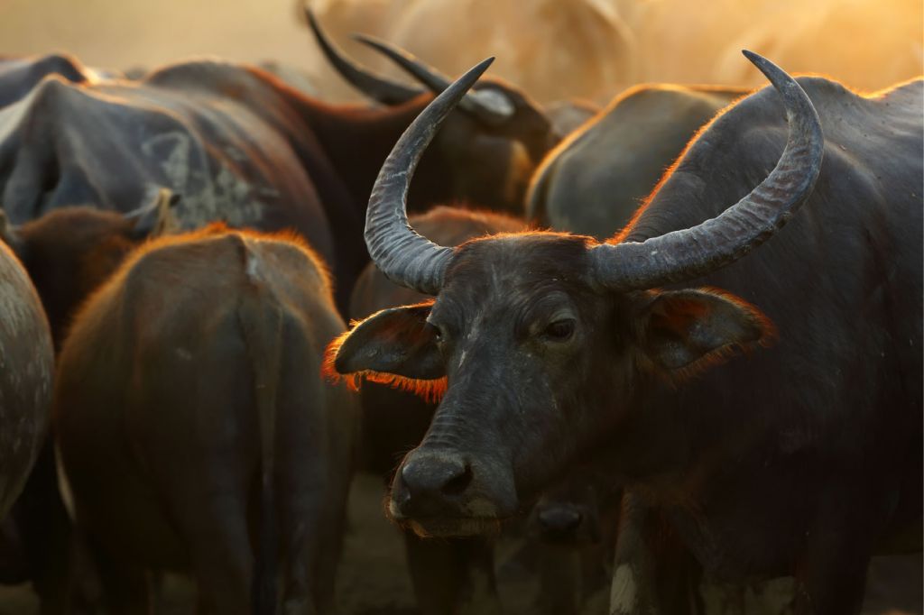 Närbild, upp thailändsk buffel