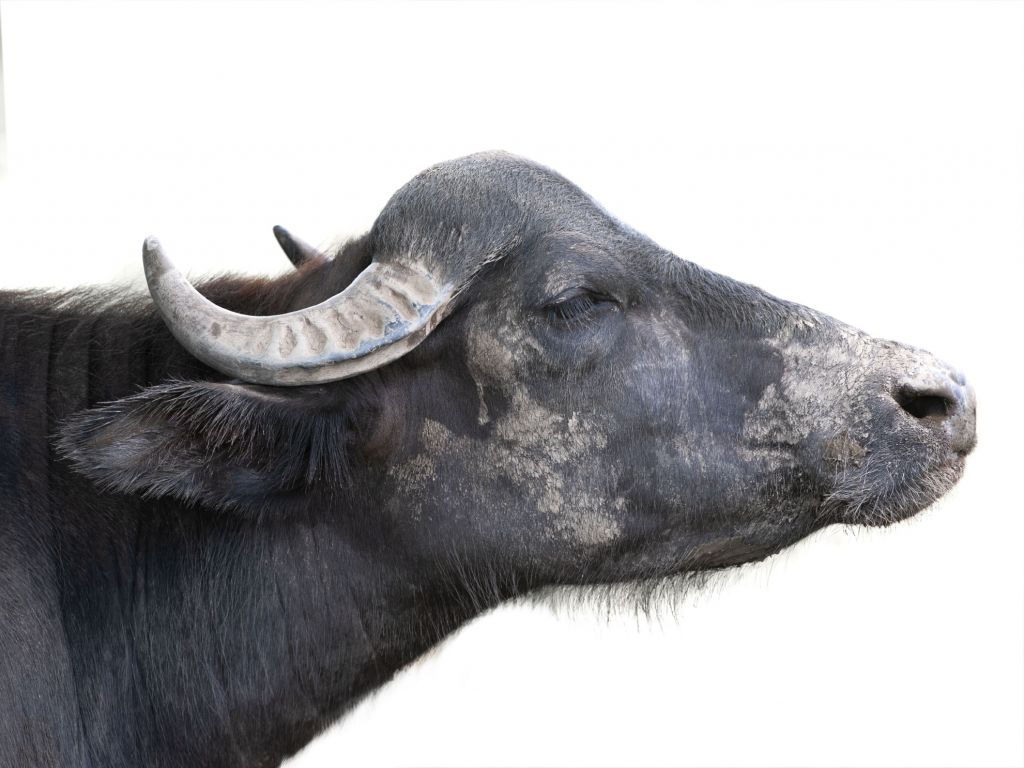 Närbild, upp buffel