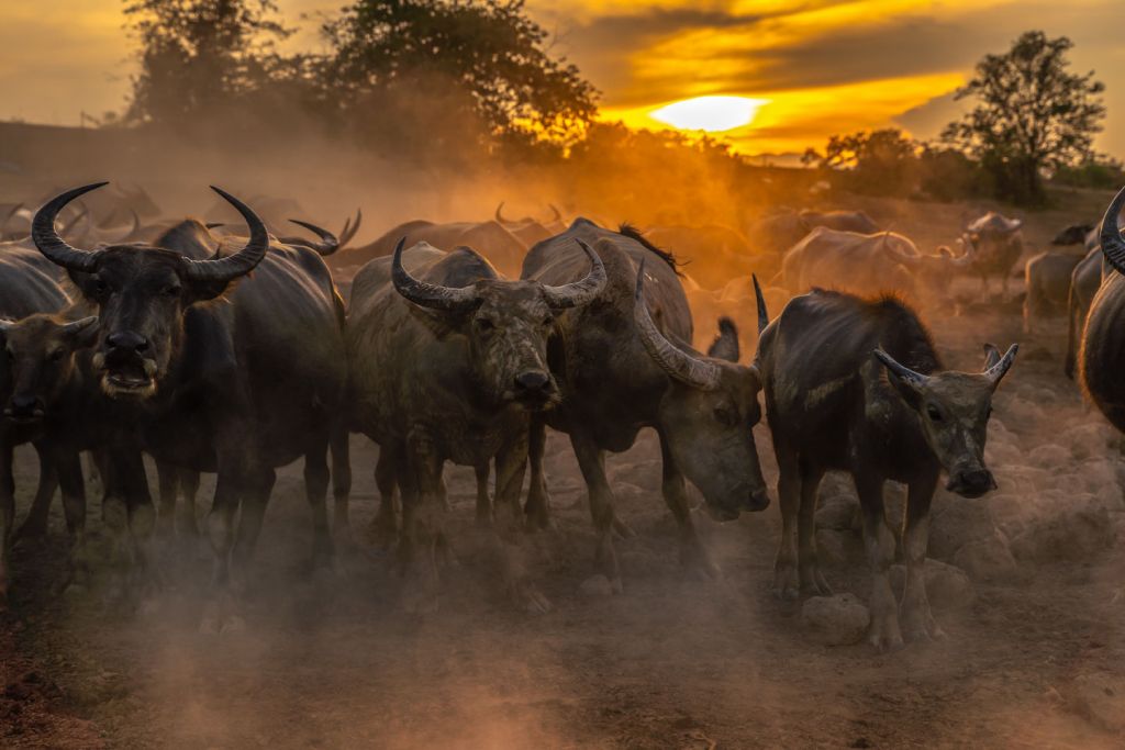 Thailändsk buffel vid solnedgången