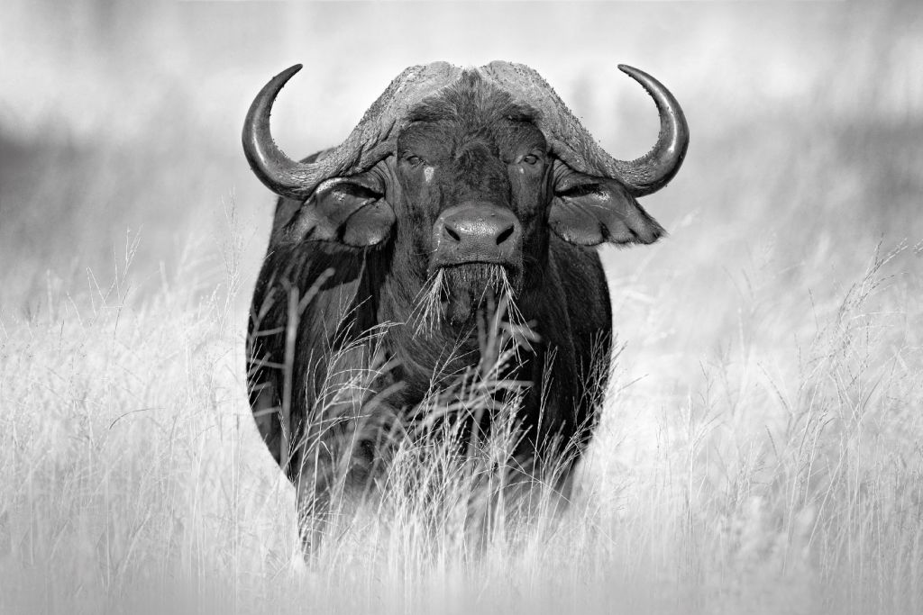 Buffalo i svart och vitt
