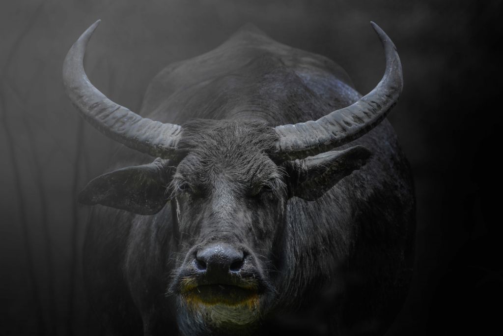 Stor buffel