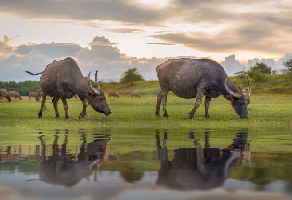 buffel i Thailand