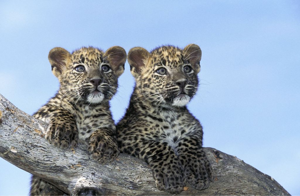 Små leoparder