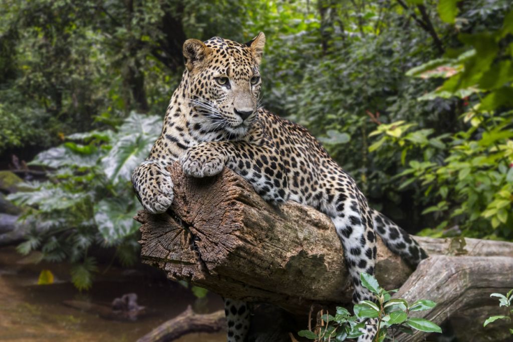 Leopard på träd