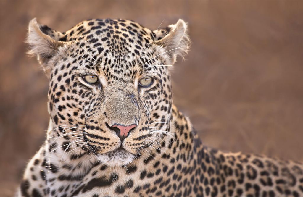 Leopard porträtt