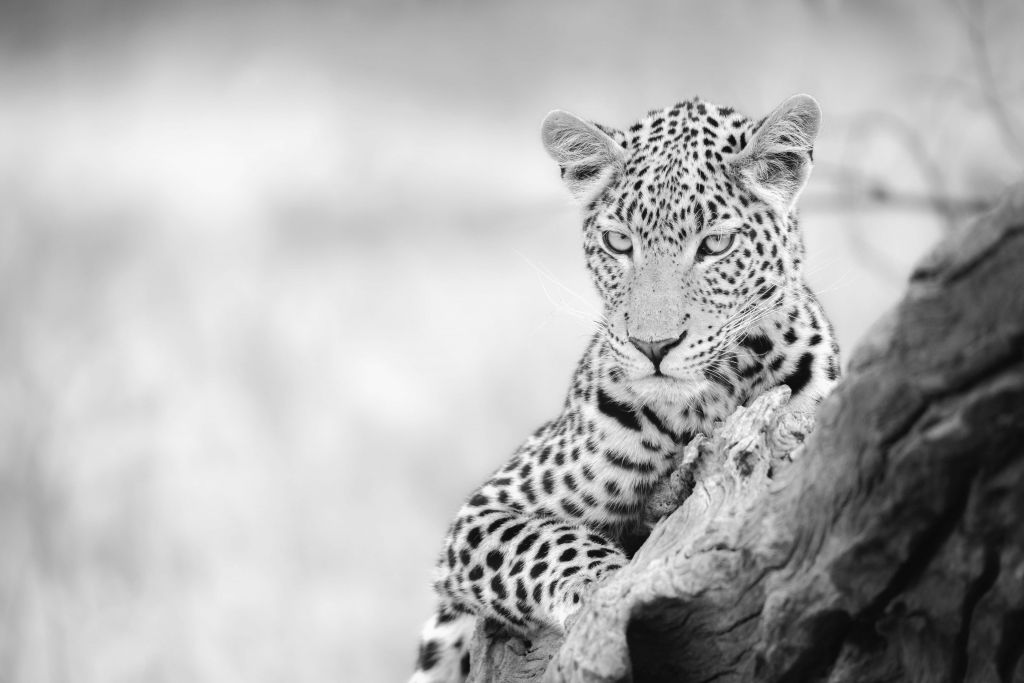 Leopard svart, vit
