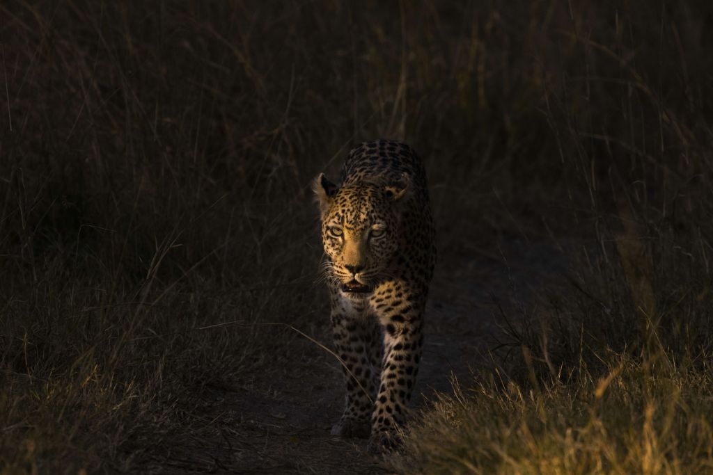 Leopard med solnedgång