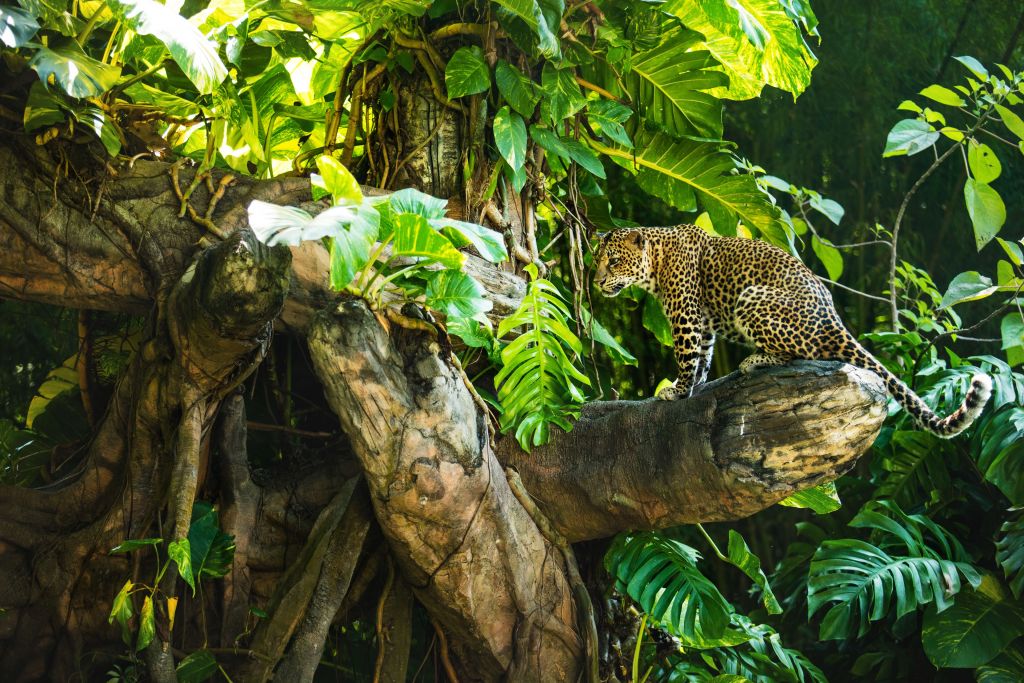 Leopard på en gren