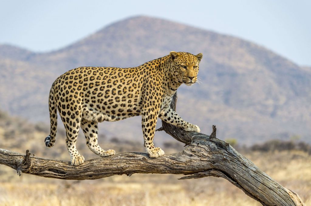 Leopard i Namibia