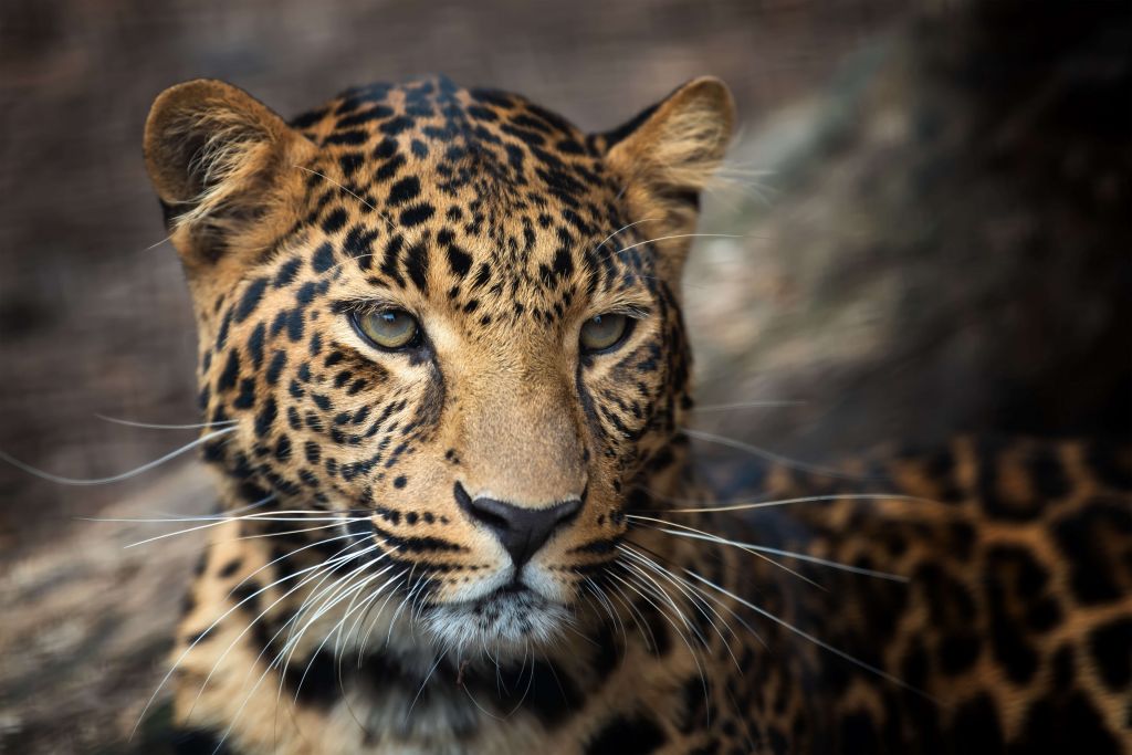 Närbild på en leopard