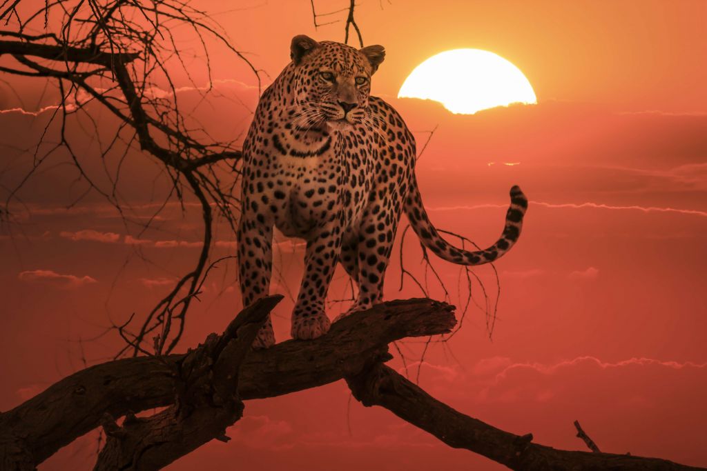 Leopard med solnedgång