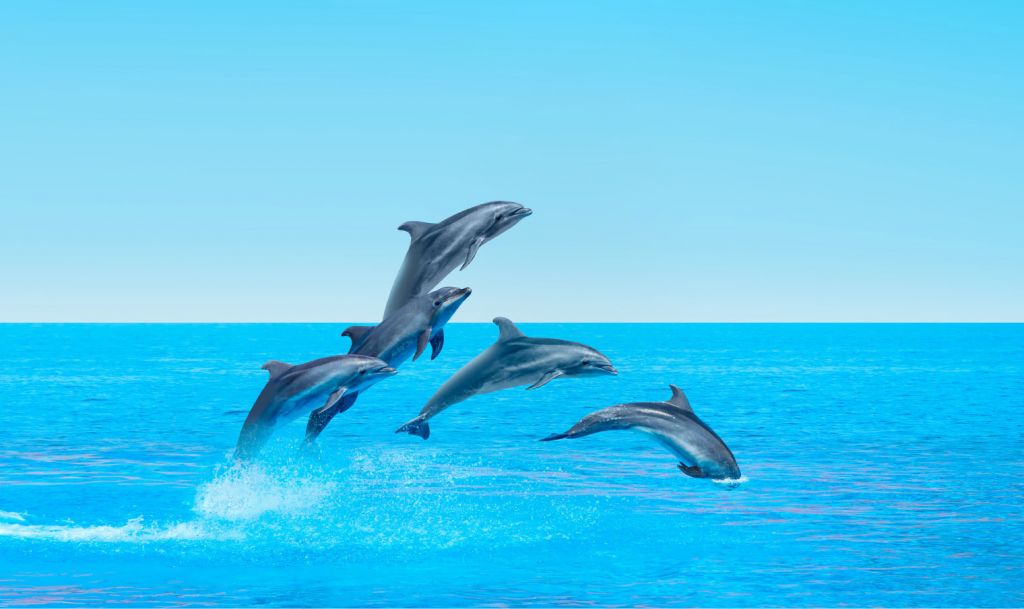 Hoppande delfiner