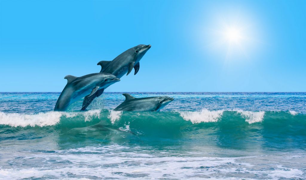 Delfiner vid kusten