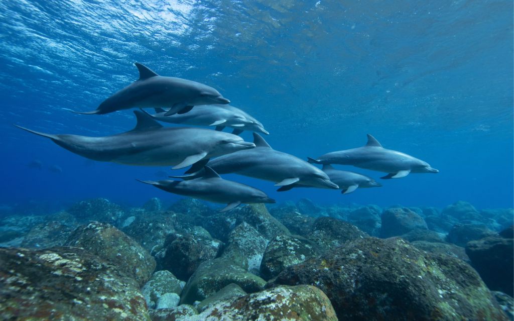 Delfiner och stenar