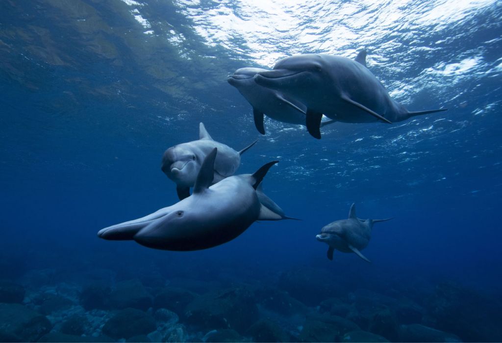 Glada delfiner