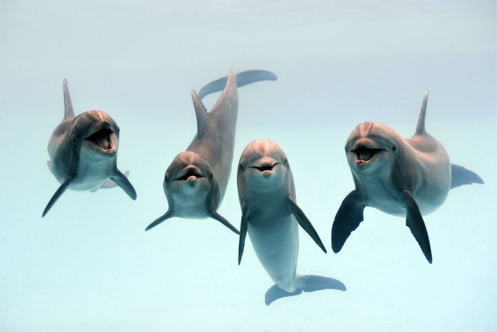 Leende delfiner